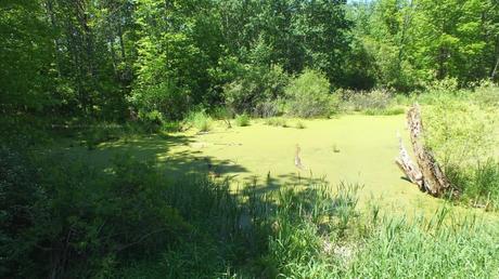 pond -  where painted turtles live near forks of the credit - ontario