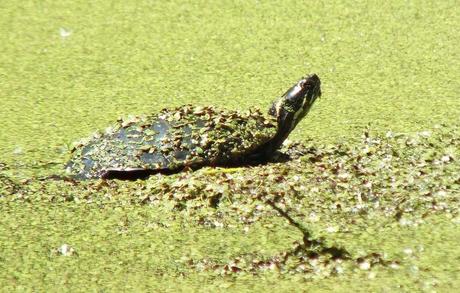 painted turtle - looks up from pond -  near forks of the credit - ontario