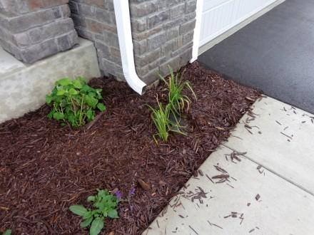 Downspout next to house Downspout next to house
