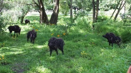 Mosaiculture 2013 at Montreal Botanical Garden The Boars of Sally Island (five boars) - Mosaiculture - Montreal Botancial Gardens