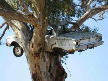 Falcon in a tree falcon in tree