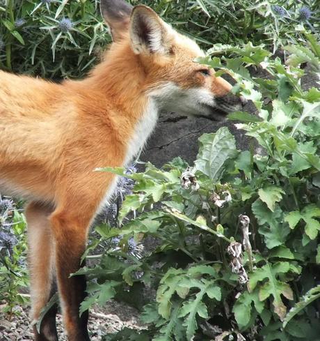 Red Fox enjoys plants at Montreal Botanical Garden - Frame To Frame Bob & Jean