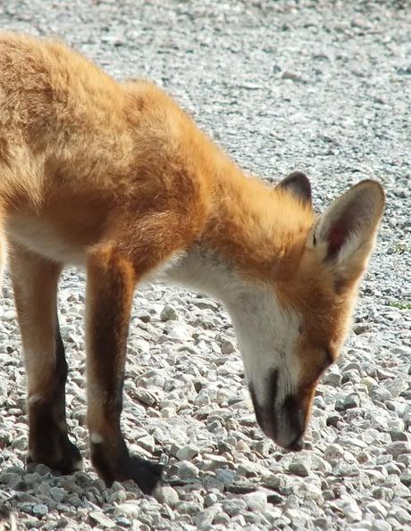 Red Fox sniffs ground - Montreal Botanical Garden - Frame To Frame Bob & Jean