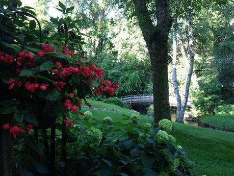 Begonia Begonia