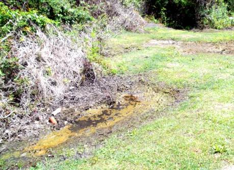 Residents Seek Environmental Justice in GA By Suing City for Decades of Sewage Dumping