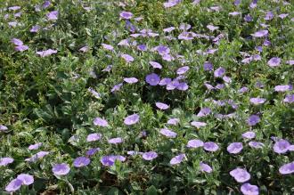 Convolvulus sabatius (27/07/2013, Kew Gardens, London)