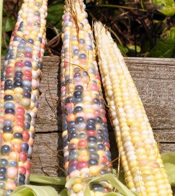 And Now -- Glass Gem Corn! And Now -- Glass Gem Corn!