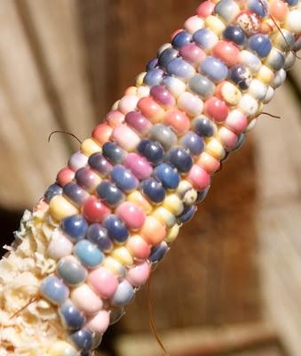 And Now -- Glass Gem Corn! And Now -- Glass Gem Corn!