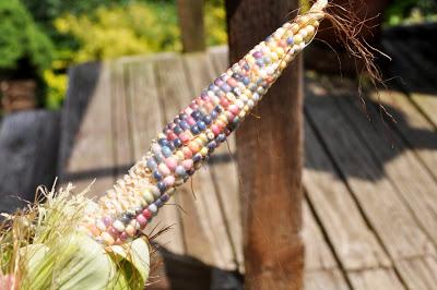 And Now -- Glass Gem Corn! And Now -- Glass Gem Corn!