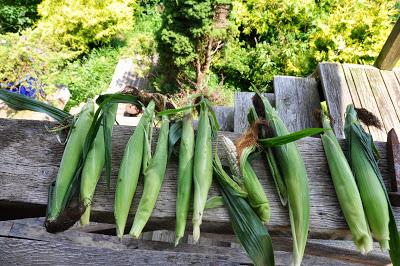 And Now -- Glass Gem Corn! And Now -- Glass Gem Corn!