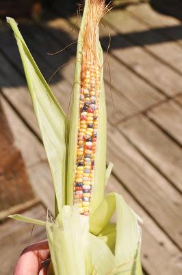 And Now -- Glass Gem Corn! And Now -- Glass Gem Corn!