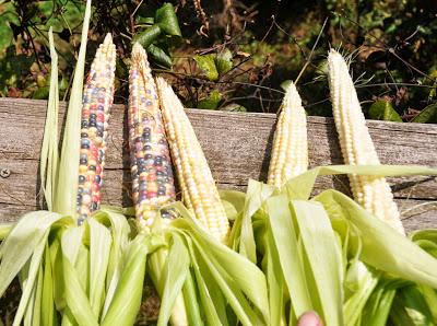 And Now -- Glass Gem Corn! And Now -- Glass Gem Corn!