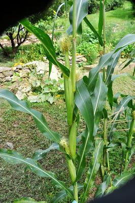 And Now -- Glass Gem Corn! And Now -- Glass Gem Corn!
