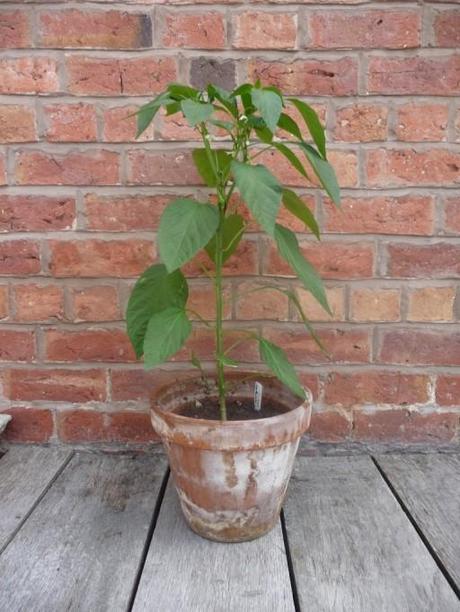 bulgarian carrot chilli pepper in fruit