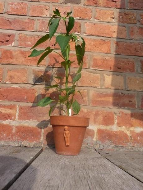 small chillies appearing on the ancho poblano