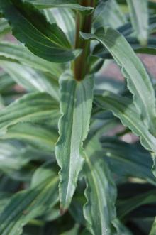 Digitalis ferruginea Leaf (27/07/2013, Kew Gardens, London)