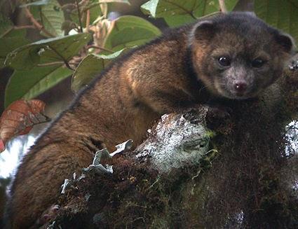 New Animal Discovered: The Olinguito
