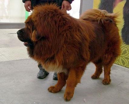Zoo In China Swaps Lion For Dog, Hopes No One Notices