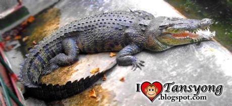Crocodiles : Palawan Wildlife Rescue and Conservation Center , Puerto Princesa?