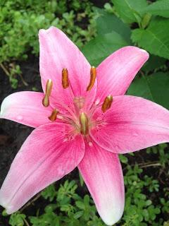 MACRO MONDAY - asiatic lily