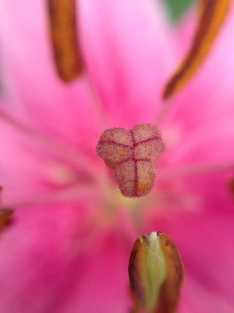 MACRO MONDAY - asiatic lily