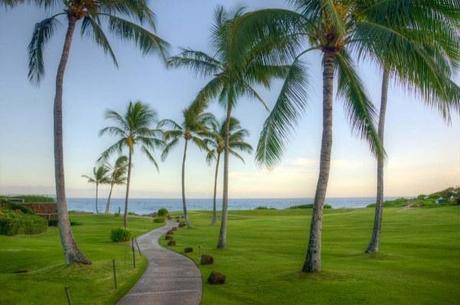 Palm trees near the ocean Kauai