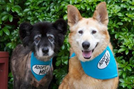 Caring for Seniors Image 1