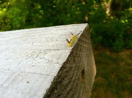 The-Hungry-Caterpillar-and-the-Baby-Praying-Mantis