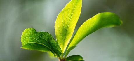 Chemists Combine Natural Materials With Synthetic Ones to ‘Upgrade’ Photosynthesis Plants usually convert light into chemical energy with a photosynthetic efficiency of 3–6%. (Credit: Flickr @ halfrain http://www.flickr.com/photos/halfrain/)