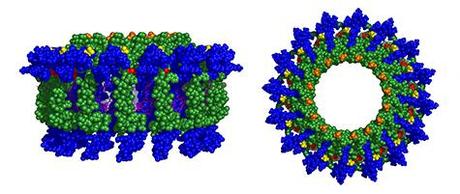 Chemists Combine Natural Materials With Synthetic Ones to ‘Upgrade’ Photosynthesis The dyad modules assemble into rings (side view, above left, and top view, above right) that pack many pigments together for light harvesting. Because of the additional pigments attached to the dyads, the antennas absorb more of the sun’s light than natural systems. (Credit: Neil Hunter, Dewey Holten / PARC)
