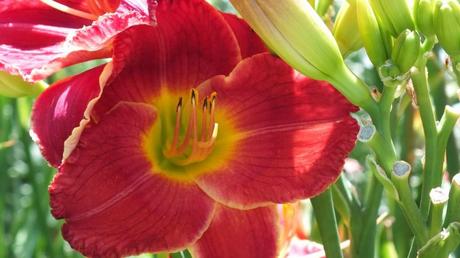 red daylily (stamen) - Montreal Botanical Gardens - Frame To Frame Bob & Jean