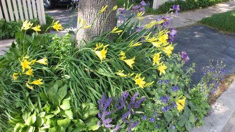 Yellow daylilies and purple irises - Toronto garden - Frame To Frame Bob & Jean