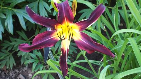 purple and yellow daylily - Montreal Botanical Garden - Frame To Frame Bob & Jean
