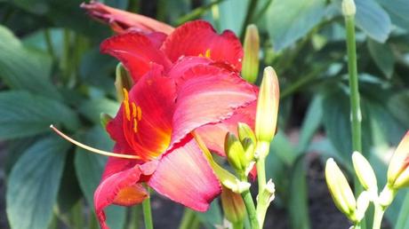 ruby red daylily (profile) - Montreal Botanical Garden - Frame To Frame Bob & Jean
