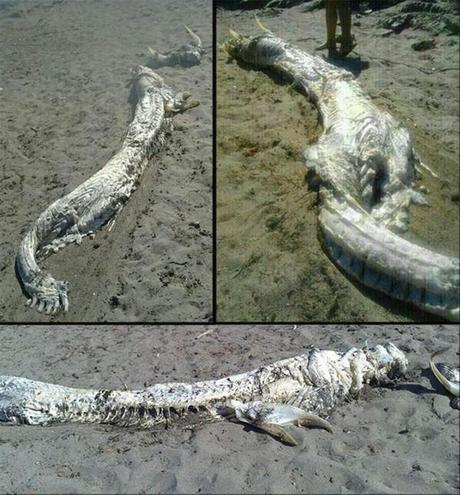 dragon-washed-up-in-spain