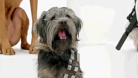 VIDEO: The Bark Side - DOGS Pay Tribute to Star Wars!