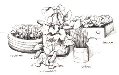 School Garden: Plant in Containers