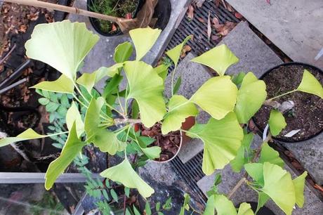 Kindness Through Ginkgos