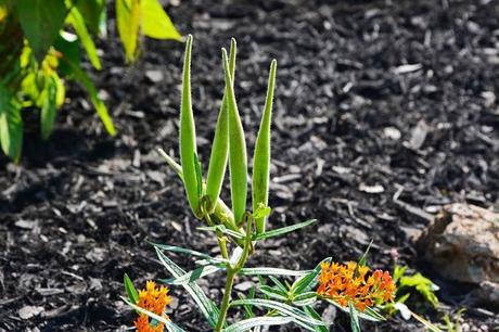 Tale of two plants - Butterfly Weed and Swamp Milkweed