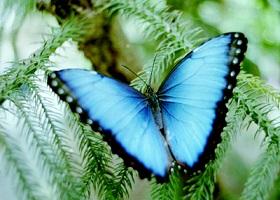 Could Natural Chemical Processes On Morpho-Butterfly Wings Be The Next Solar Research Break?