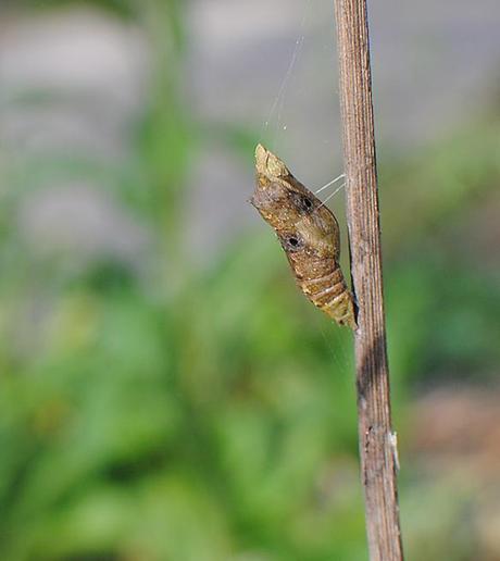 butterfly chrysalis with holes