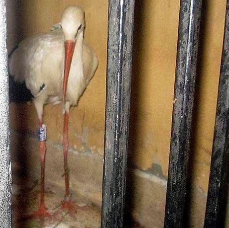 Zionist Stork Spy Detained in Egypt
