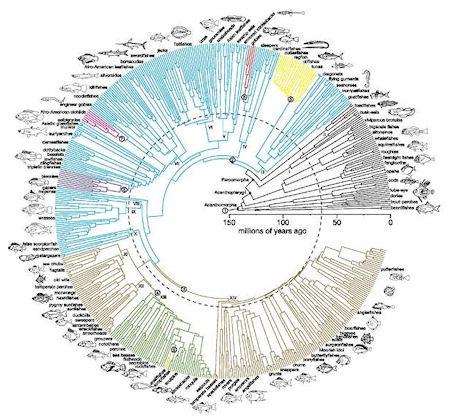 150 Million Years Of Fish Evolution In One Handy Figure 150 Million Years Of Fish Evolution In One Handy Figure