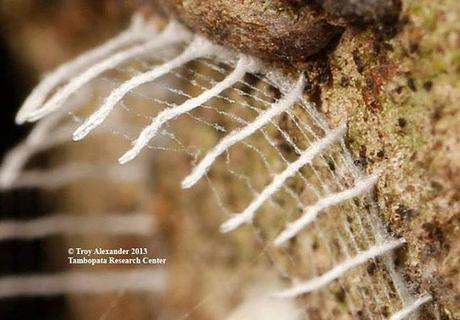 A Bug that Builds Fences mysterious-bug-that-builds-fences