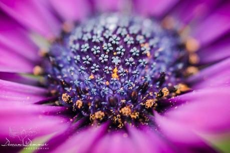 Closeup Flower Macro #5 by Dewan Demmer Photography