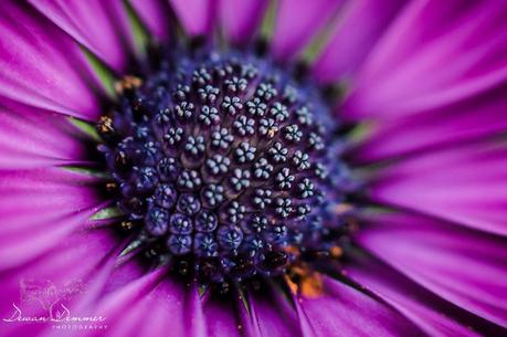 Closeup Flower Macro #2 by Dewan Demmer Photography