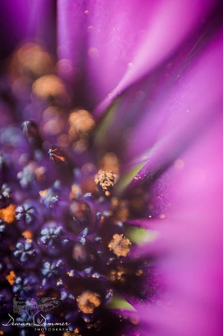 Very Closeup Flowers Macro by Dewan Demmer Photography