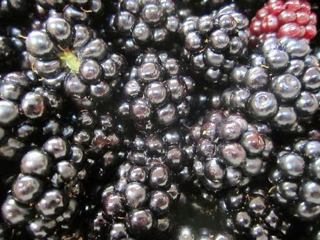 blackberries Blackberries: the pain and the pleasure