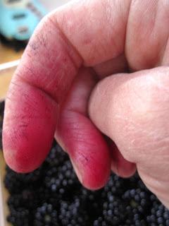 Blackberries: the pain and the pleasure Blackberries: the pain and the pleasure