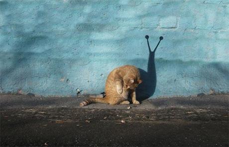 Cat-Snail-Photography-by-Alexey-Menschikov
